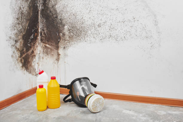 Best Mold Removal Process  in Cedar Bluff, VA