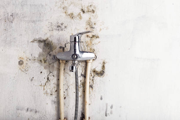 Best Mold Removal Near Me  in Cedar Bluff, VA
