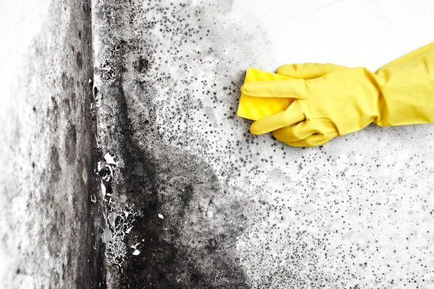 Crawl Space Mold Removal in Cedar Bluff, VA