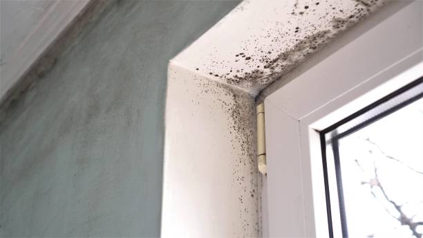 Best Fast Mold Removal  in Cedar Bluff, VA