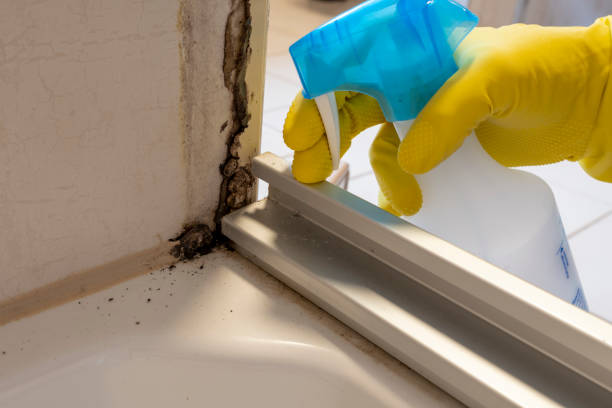 Attic Mold Removal in Cedar Bluff, VA