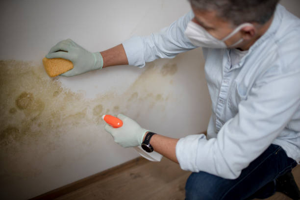 Best Best Mold Removal Companies  in Cedar Bluff, VA