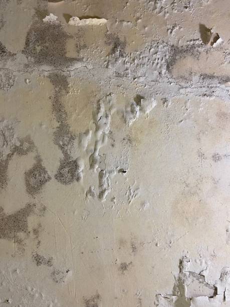 Mold Removal and Inspection in Cedar Bluff, VA