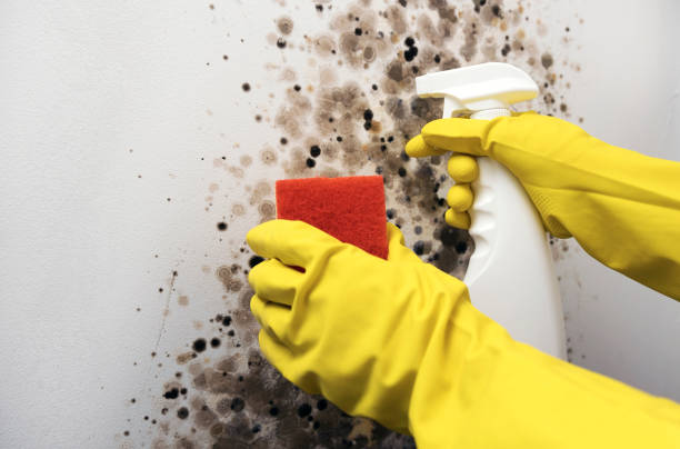 Best Mold Removal Specialists  in Cedar Bluff, VA