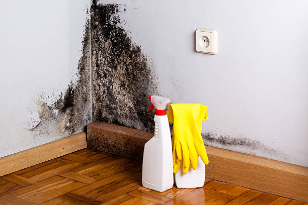 Best Affordable Mold Removal  in Cedar Bluff, VA